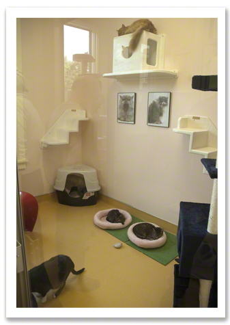 One of the Cat Rooms R Olson.jpg